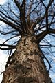 Taxodium distichum-1 Cypryśnik błotny